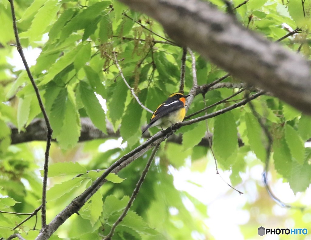 キビタキくん。