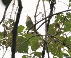 イイジマムシクイさん。