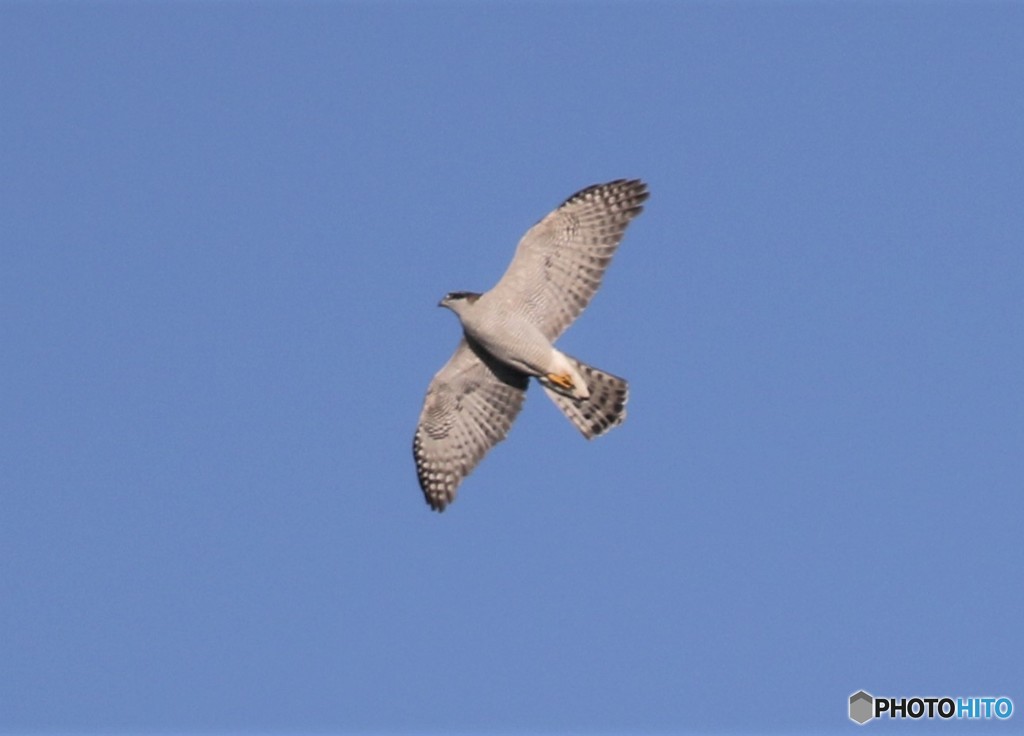 オオタカさん。