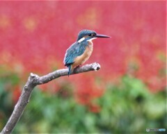 カワセミさん。