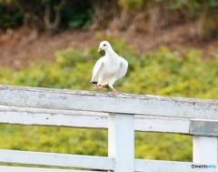 白い鳩。