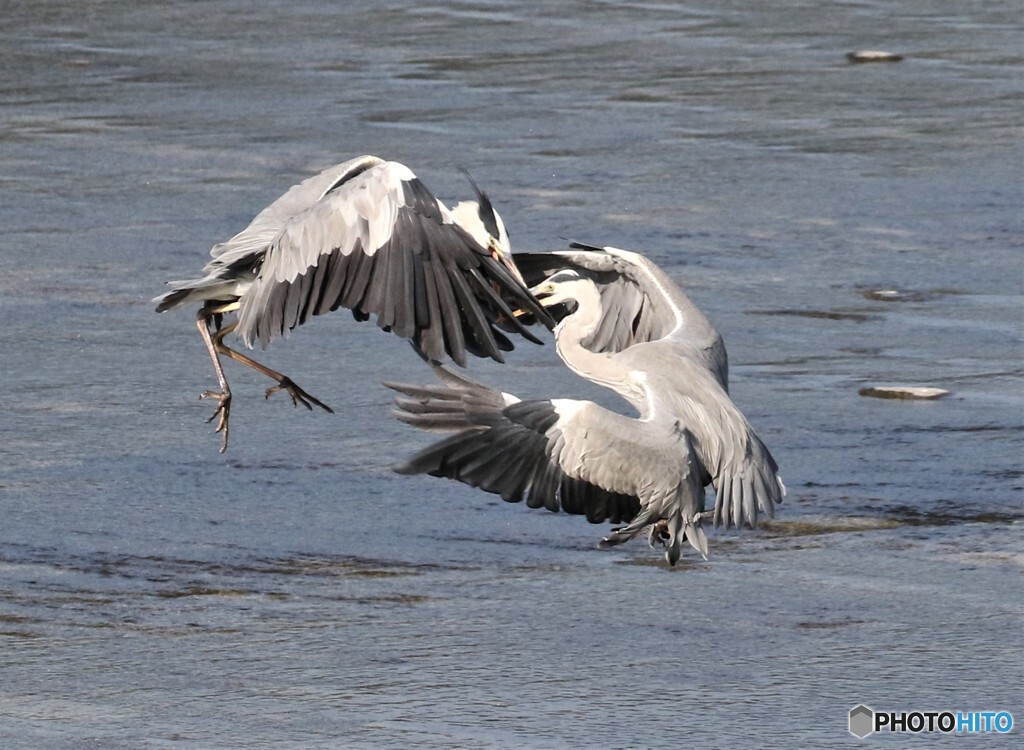 アオサギさん。③