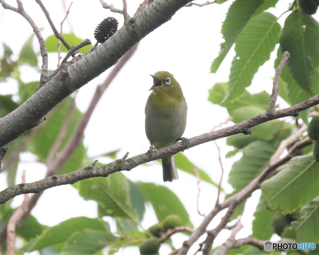 シチトウメジロさん。