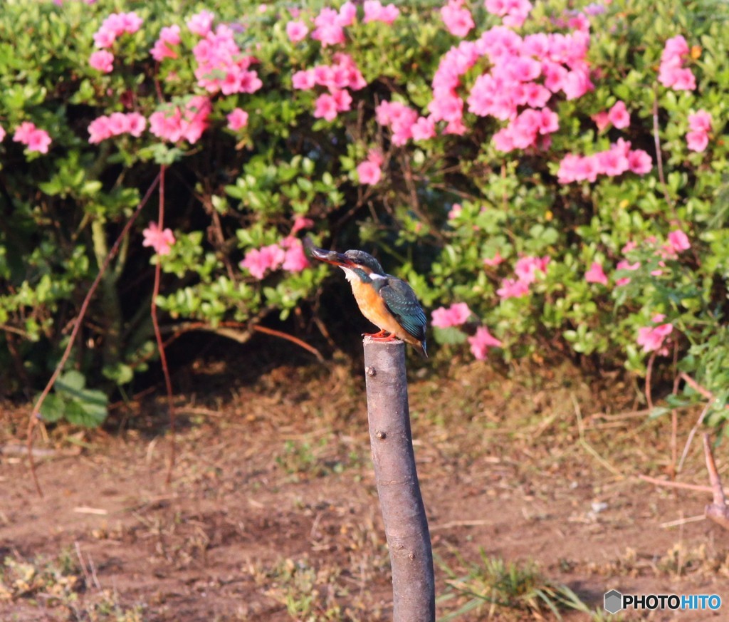 いただきます。