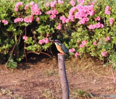 いただきます。