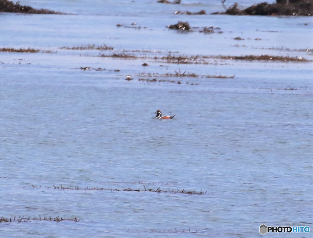遥か彼方のシノリガモさん。