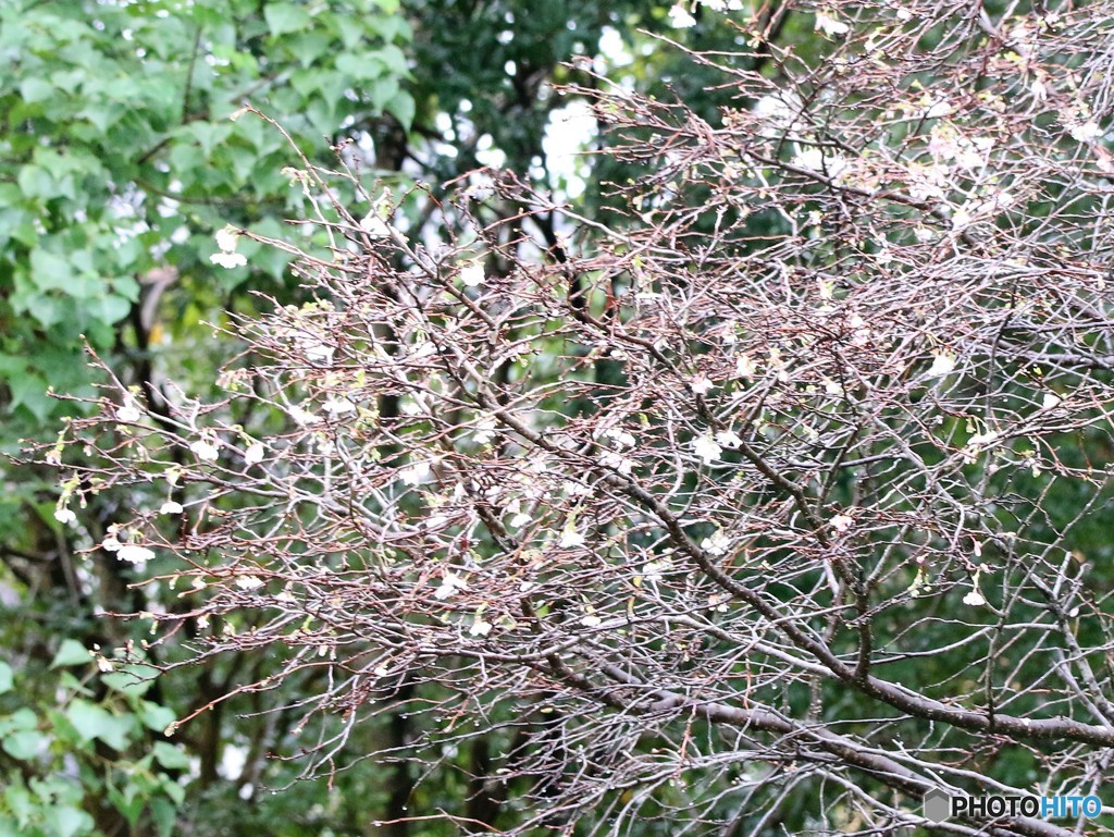 十月桜