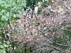 十月桜