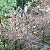 十月桜