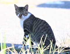 公園のネコさん。