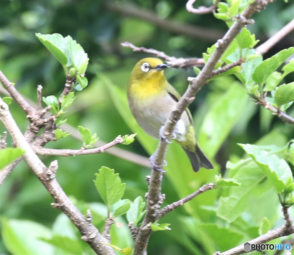 シチトウメジロさん。
