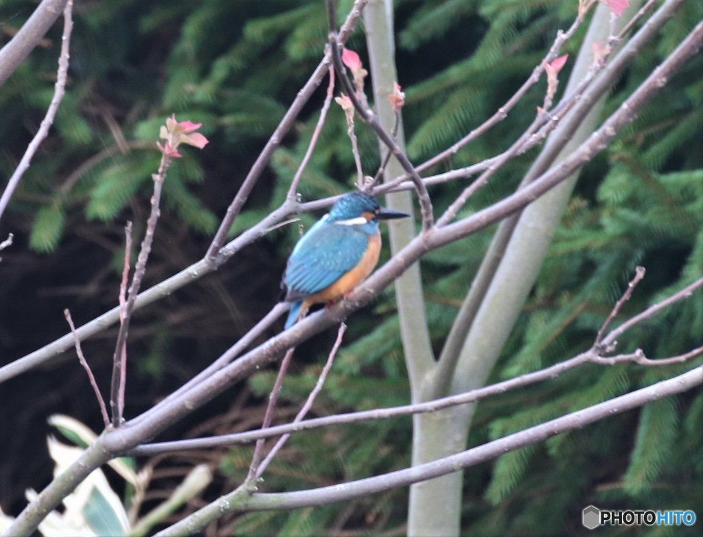 カワセミくん。