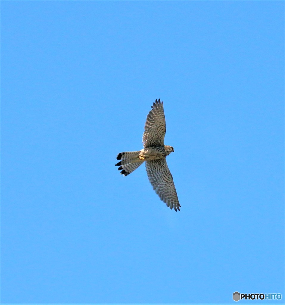チョウゲンボウさん。
