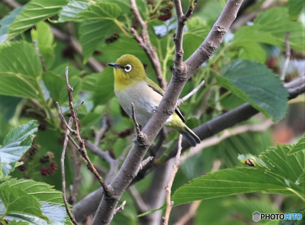 シチトウメジロさん。
