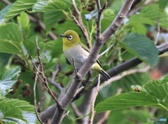 シチトウメジロさん。