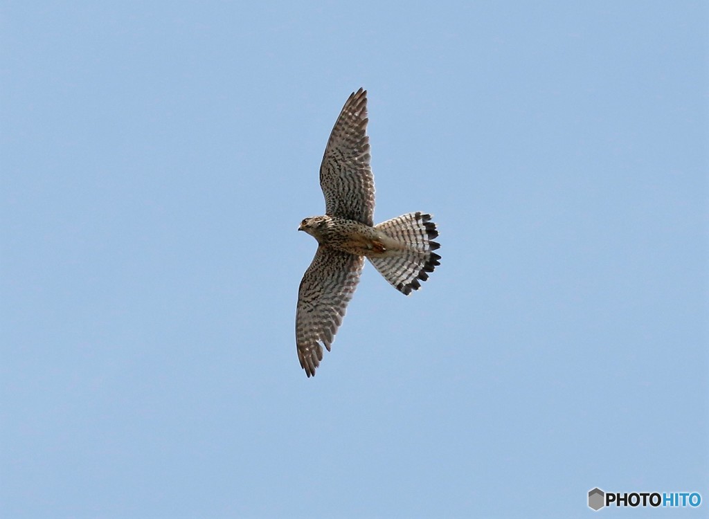 チョウゲンボウさん。