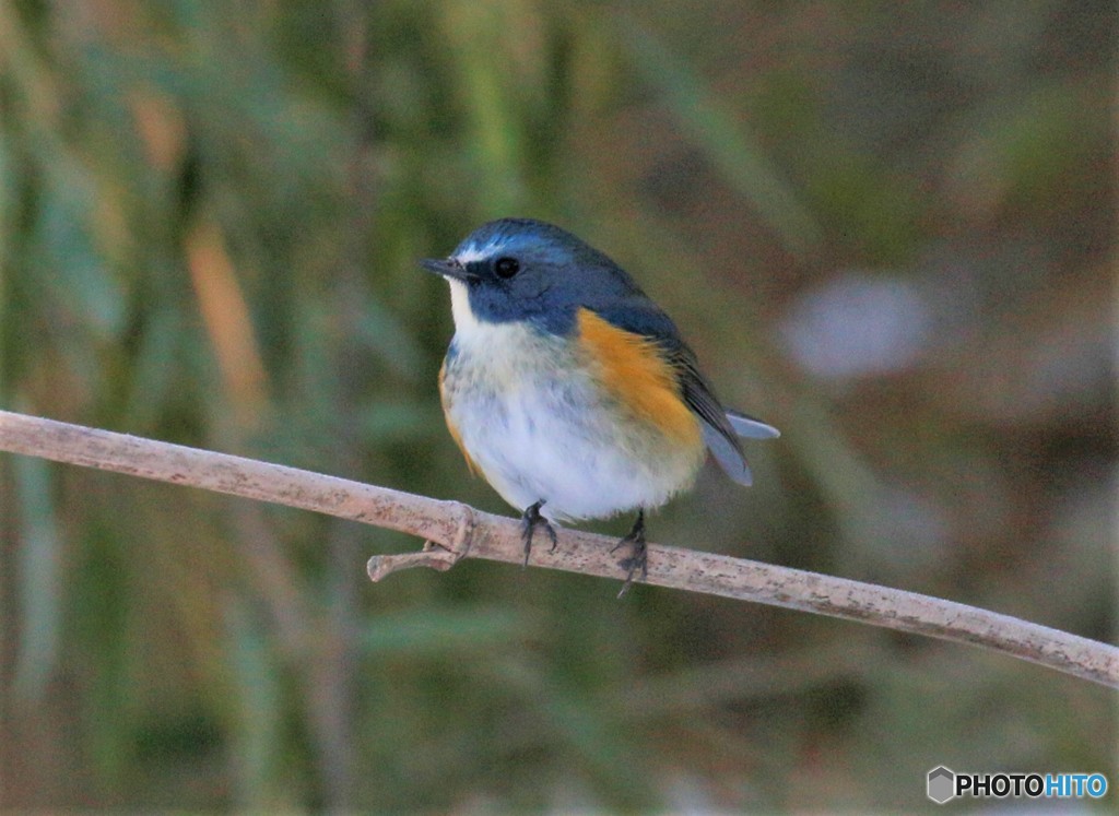 少しメタボなルリビタキさん。