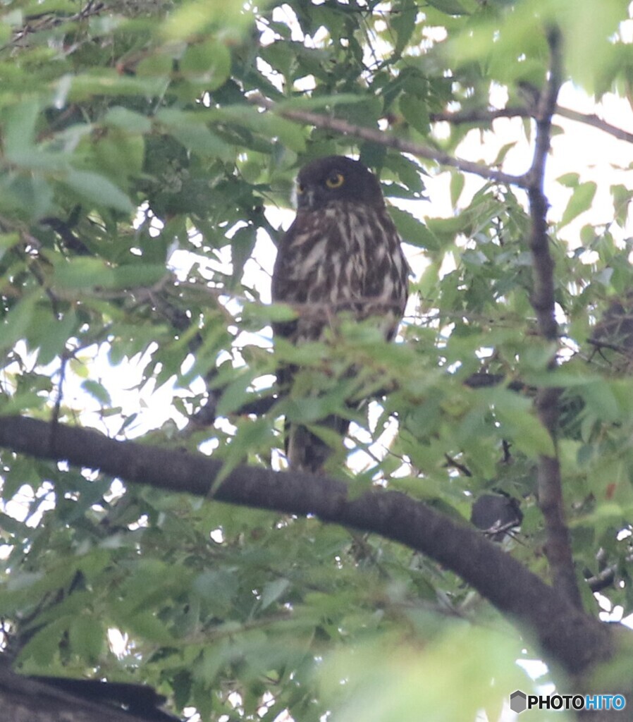 アオバズクのお父さん。
