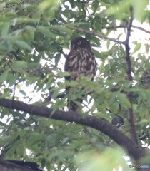 アオバズクのお父さん。