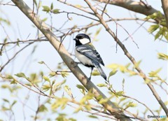 シジュウカラさん。