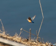 カワセミさん・・・
