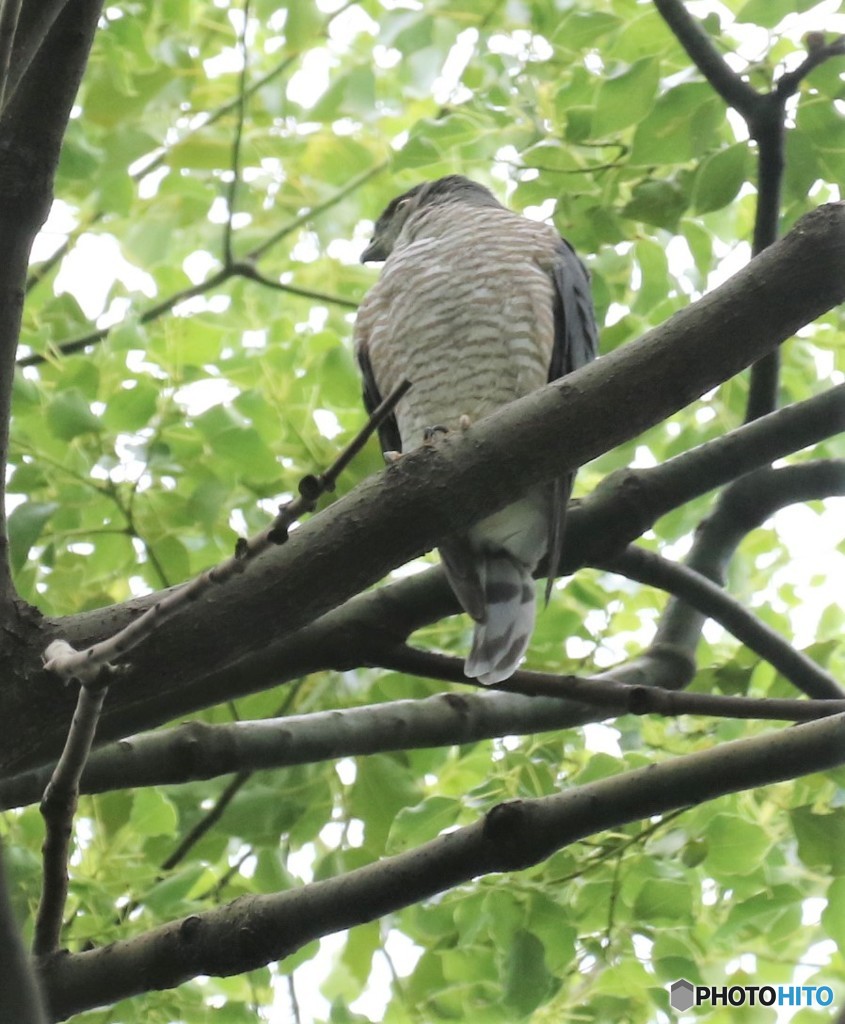 ツミさんのメス。