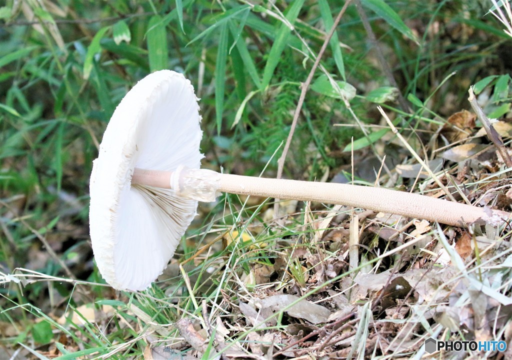 このきのこさんは、美味ですか。