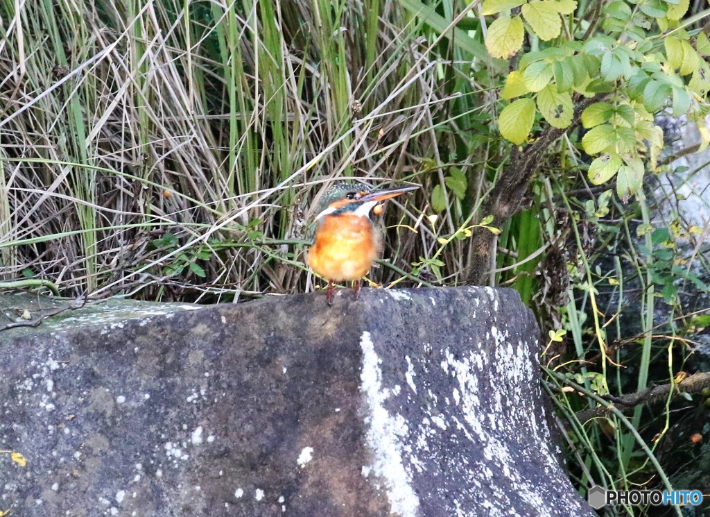 カワセミさん。