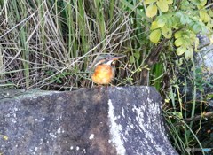 カワセミさん。