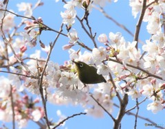 サクラにメジロさん。