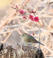 紅梅にルリビタキさん。