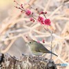 紅梅にルリビタキさん。