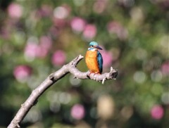 カワセミさん。