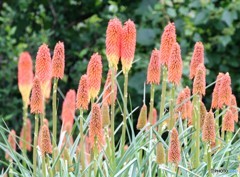 花。