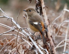 雪の中のジョウビタキさん。 雪の中のジョウビタキさん。