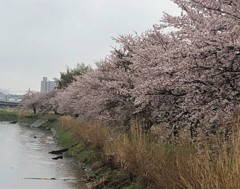 雨のサクラ並木。