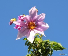 皇帝ダリア・開花。