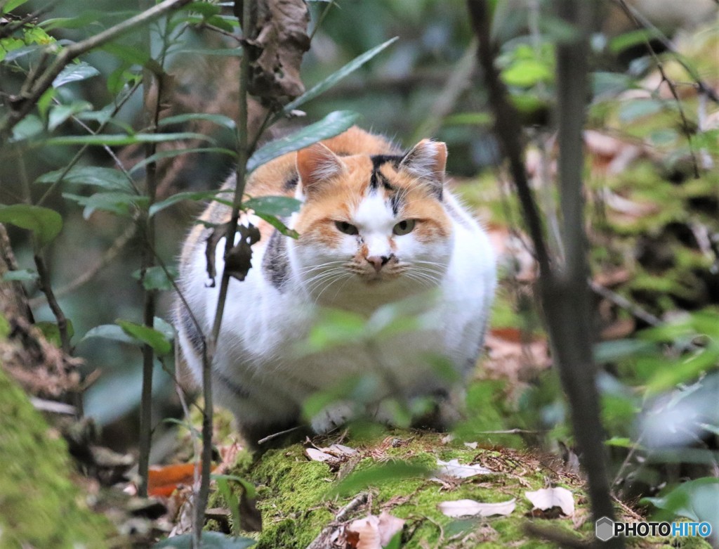 公園のネコさん。