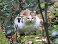 公園のネコさん。