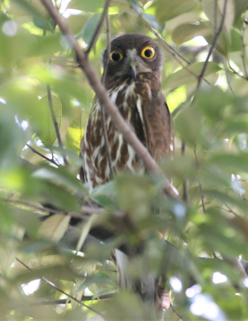 アオバズクくん。