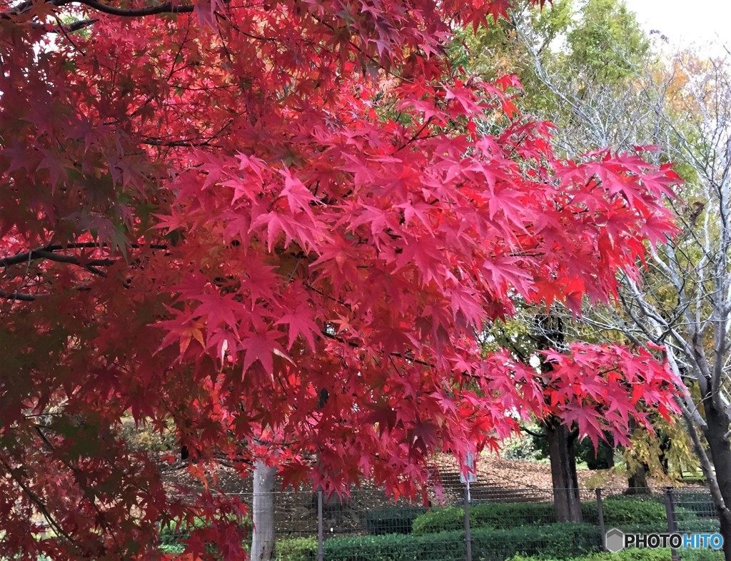 地元の紅葉。