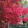 地元の紅葉。