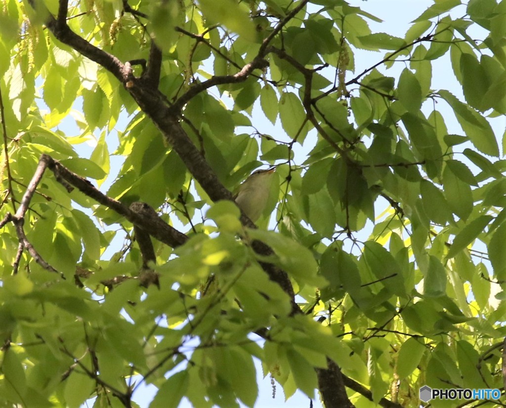 センダイムシクイさん。