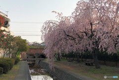 枝垂桜③。