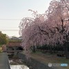 枝垂桜③。