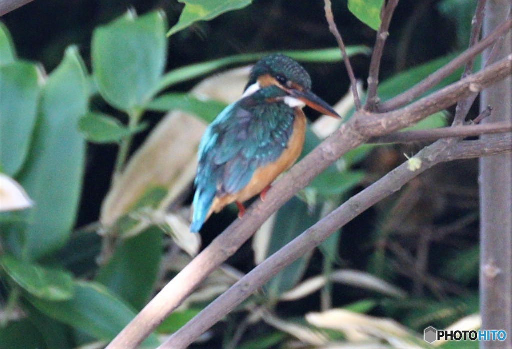 カワセミさん。