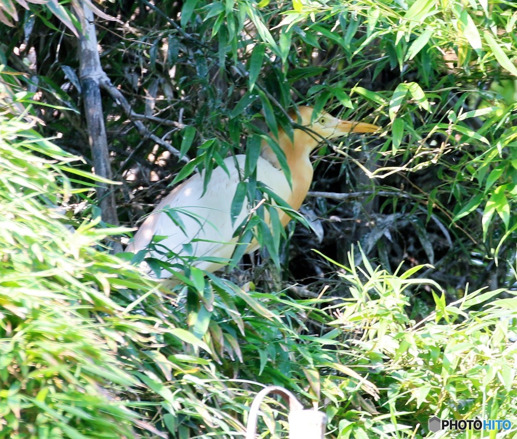サギ山のアマサギさん。