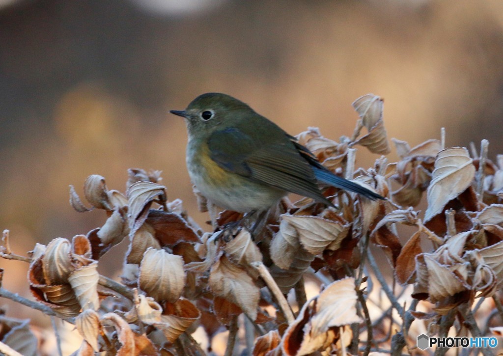 メタボなルリビタキさん。