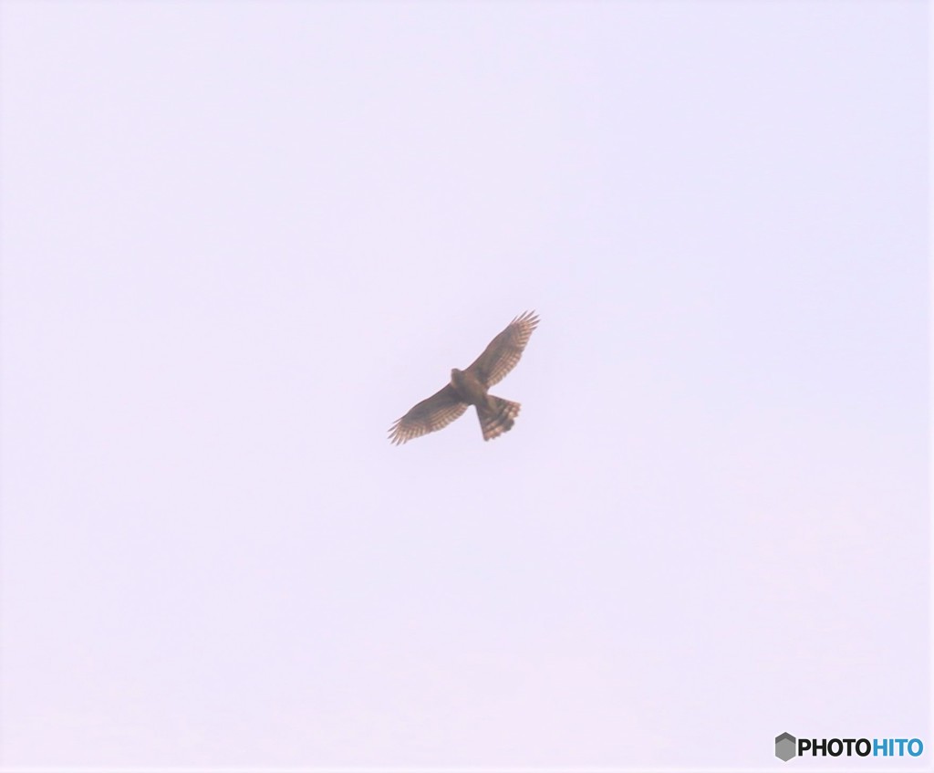 オオタカさん。