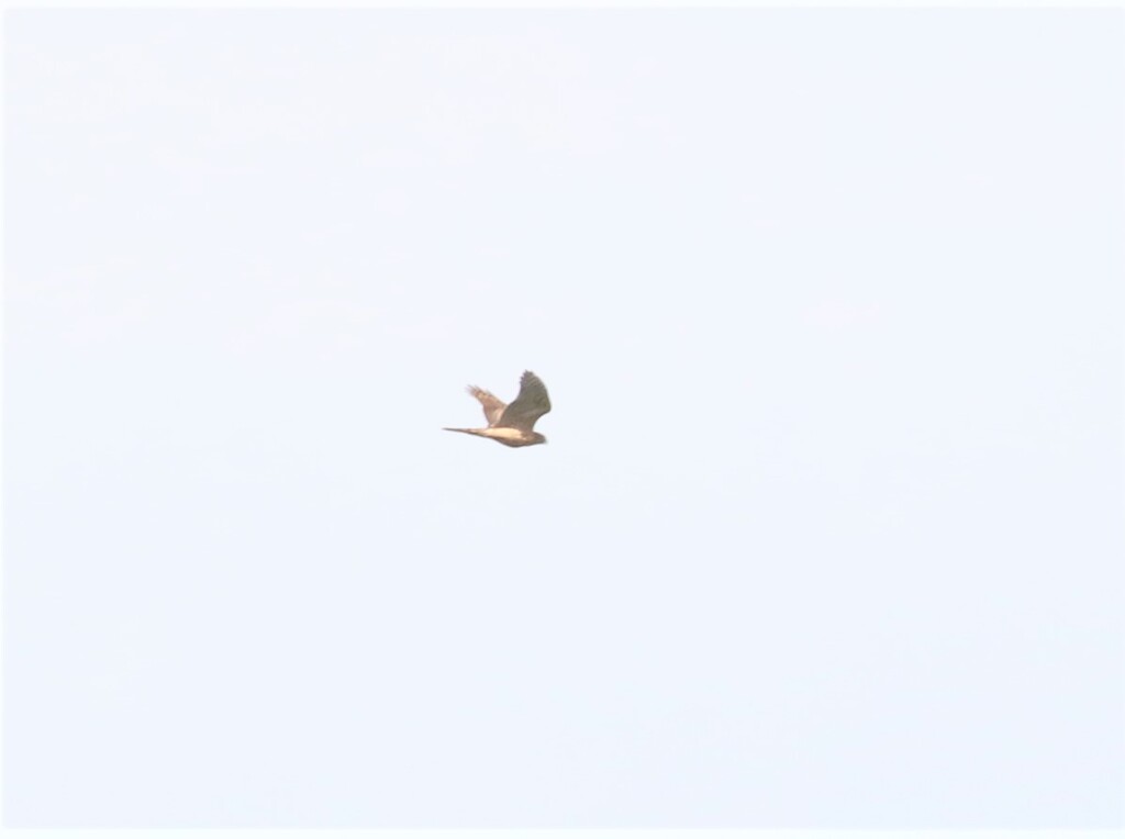 オオタカさん。